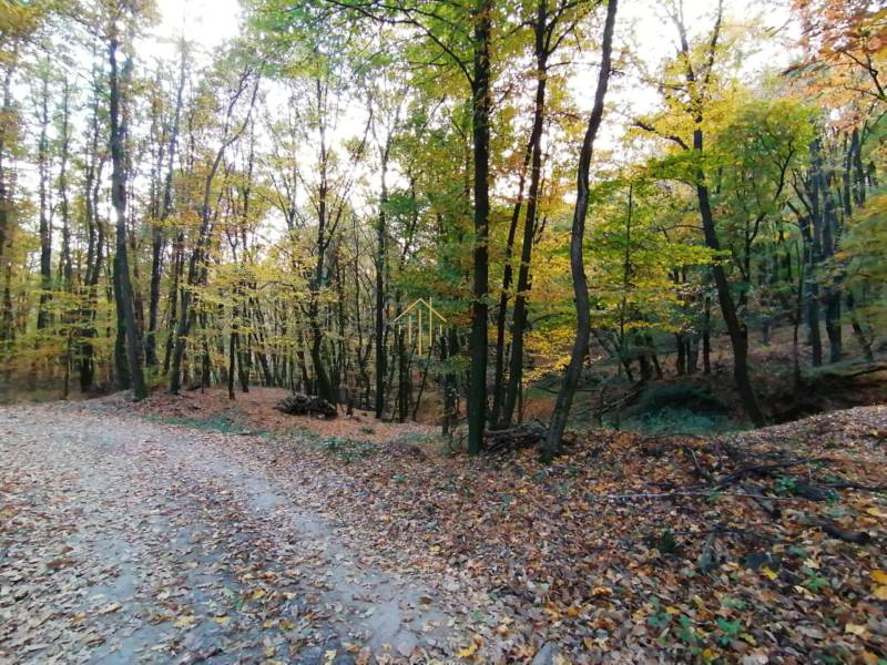 A forest road in agricultural and forest lands near Hrušov, covered with fallen leaves.