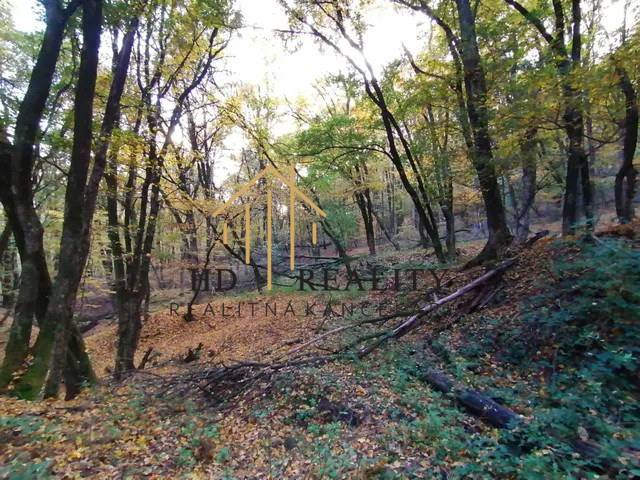 Forest land in Hrušov, surrounded by trees and foliage, ideal for nature.