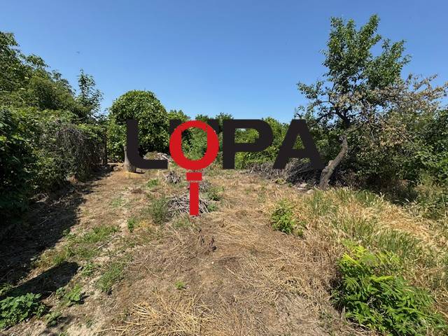A garden at a family house in Mužla with lush vegetation and natural elements.