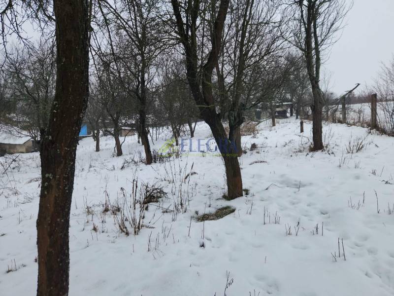 A snowy orchard with bare trees in the village of Felsőtelekes near a family house.