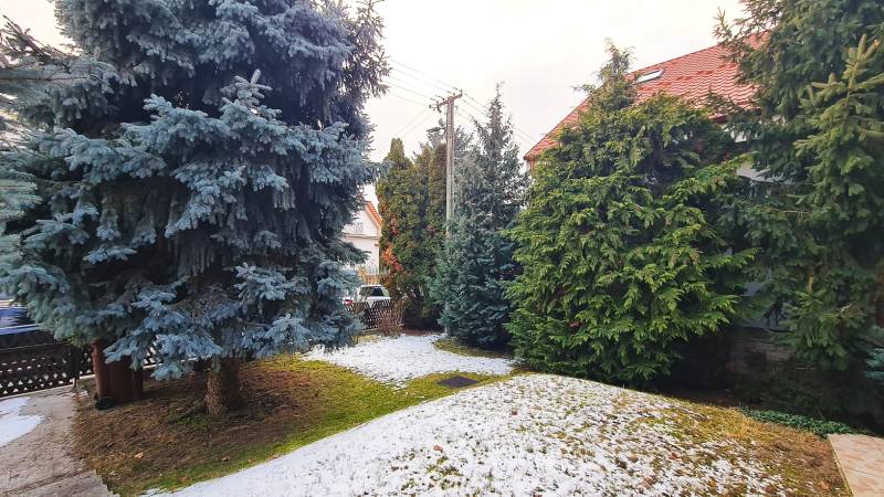 A garden at a family house on Fibichova Street in Bratislava - Ružinov with coniferous trees.