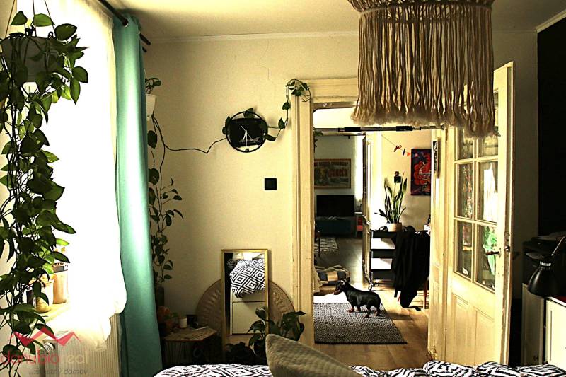 A room in a family house with plants, a curtain, an armchair, and a dog on the floor with decor.