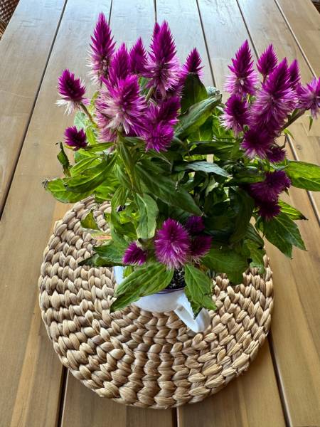 Purple flowers in a white container on a wooden table, decorated with a woven mat.
