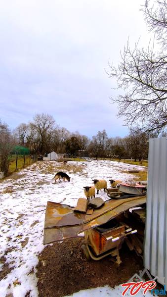 Sheep and a dog on the snowy grounds on Mierová Street in Krásnohorské Podhradie.