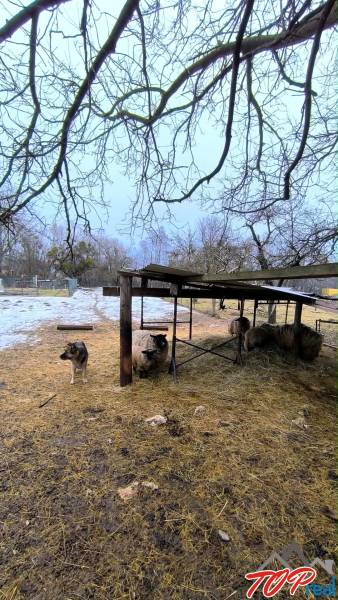Plots - living on Mierová Street in Krásnohorské Podhradie with a dog and sheep under a shelter.