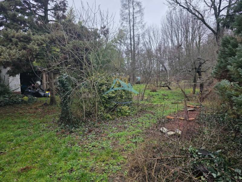 The garden of a family house in Hont with dense vegetation and a wooden structure in the background.