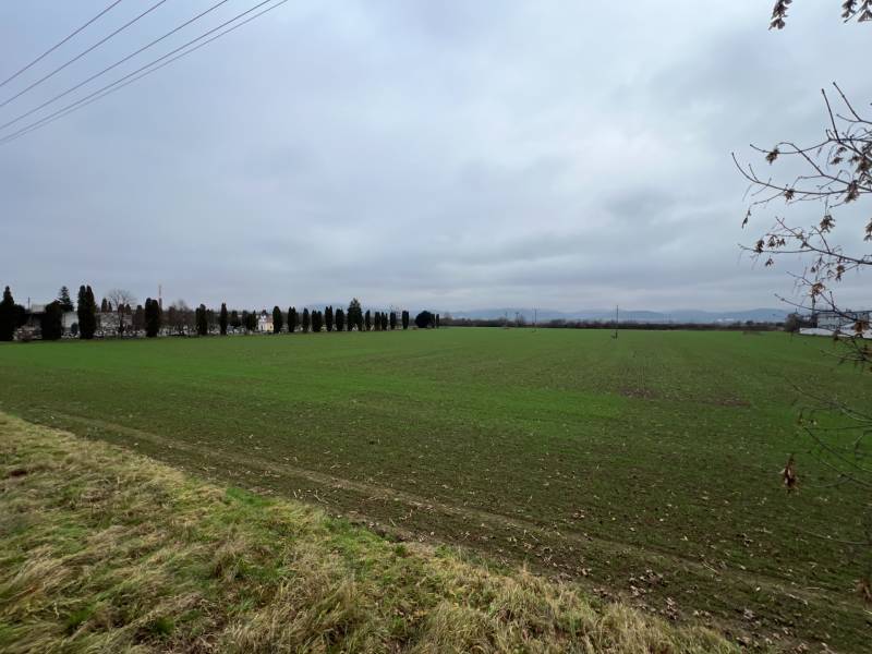 Green commercial lands in Pruské, lined with trees and power lines.