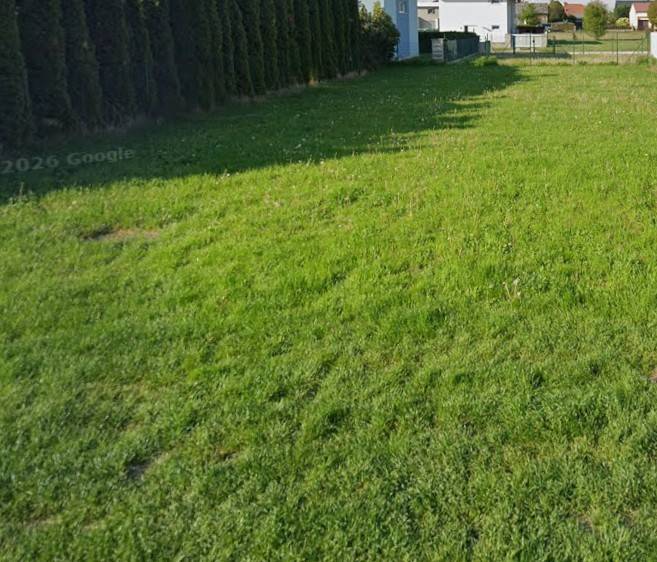 A grassy residential plot in Kittsee with coniferous trees on the edge.