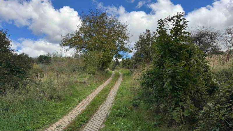 The nature around Hlohovec, next to a country road with lush vegetation and trees.