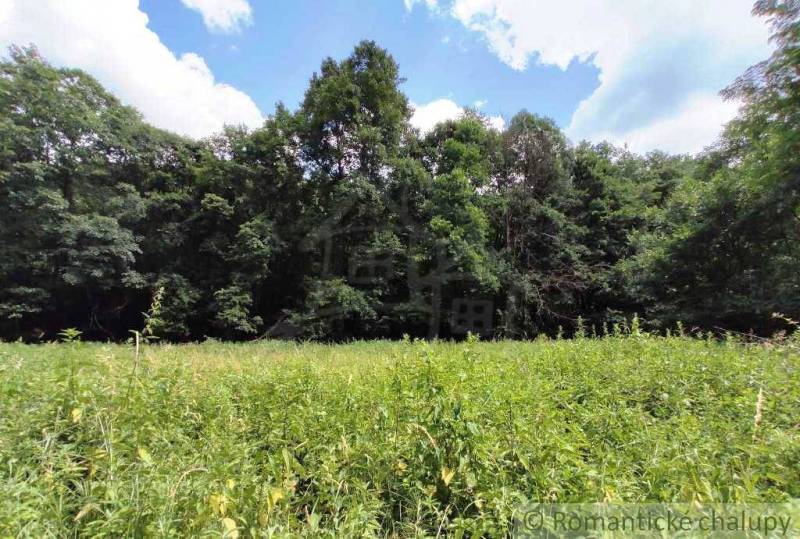 A green meadow with rich vegetation surrounded by trees in the Gardens near Hrušov.