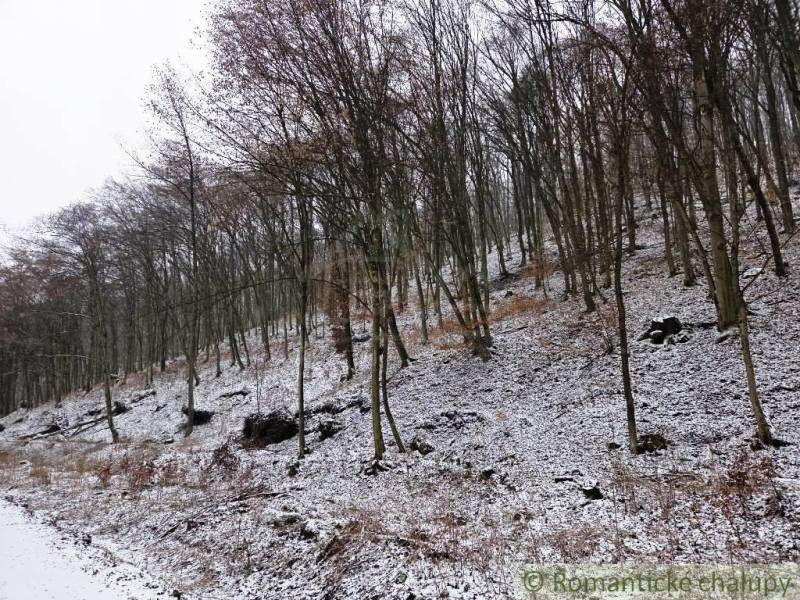 Snow-covered forests in Hrušov, Záhrady. Autumn trees on the slope.