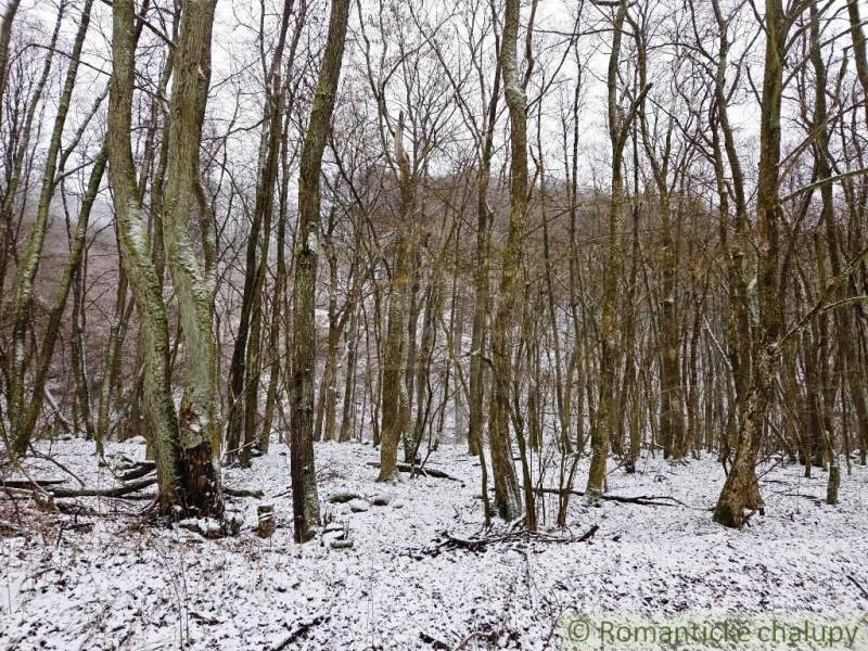 A snow-covered forest area around Hrušov offers a view of winter nature.