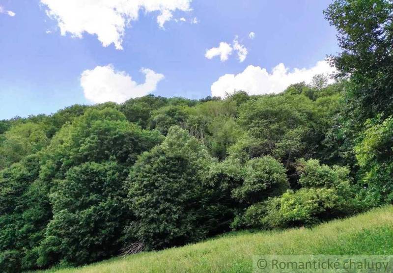 The forests around Hrušov in Záhrady, green trees under the blue sky.