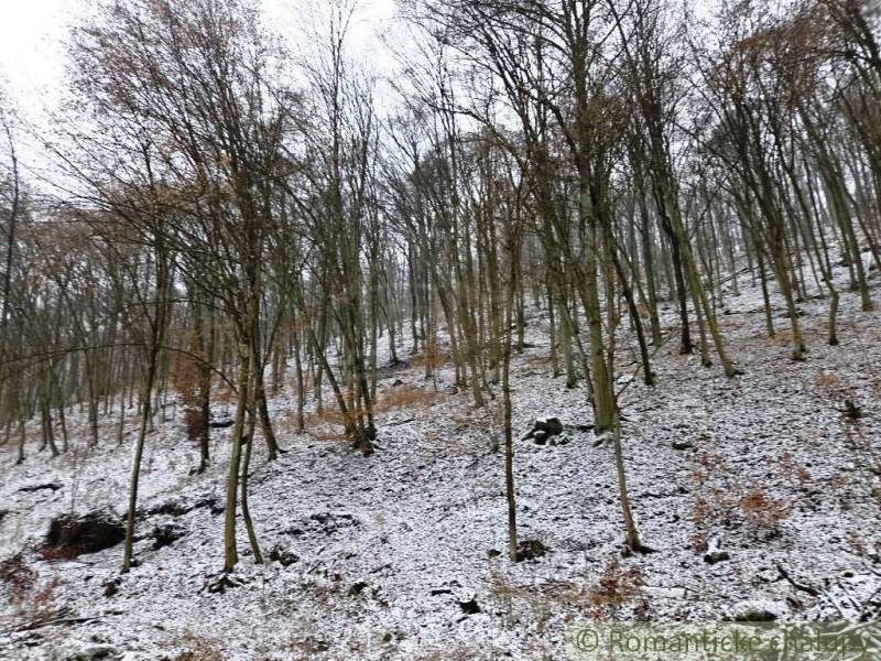 A snowy forest slope in Hrušov, Záhrady, with bare trees and light snow.