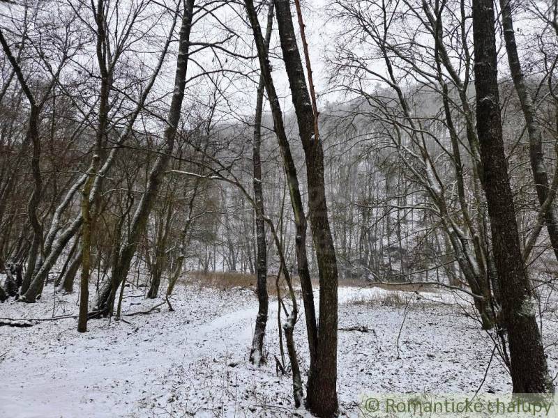 A snowy forest in Hrušov during winter surrounded by silence and snow-covered trees.