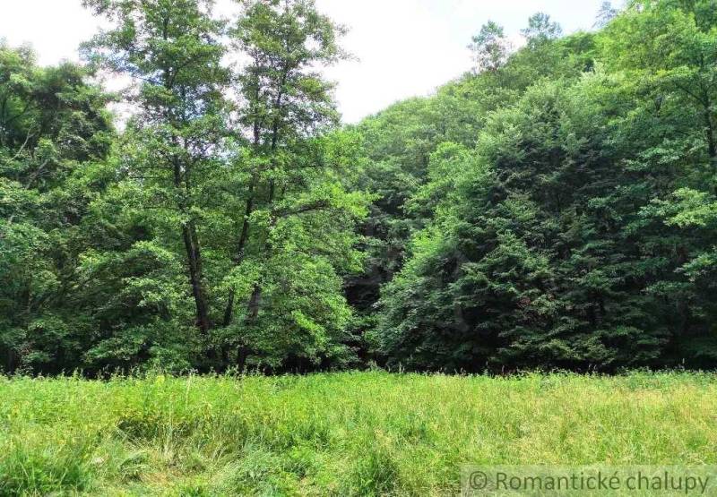 Green landscape in the Gardens near Hrušov with a dense forest on the edge of the meadow.