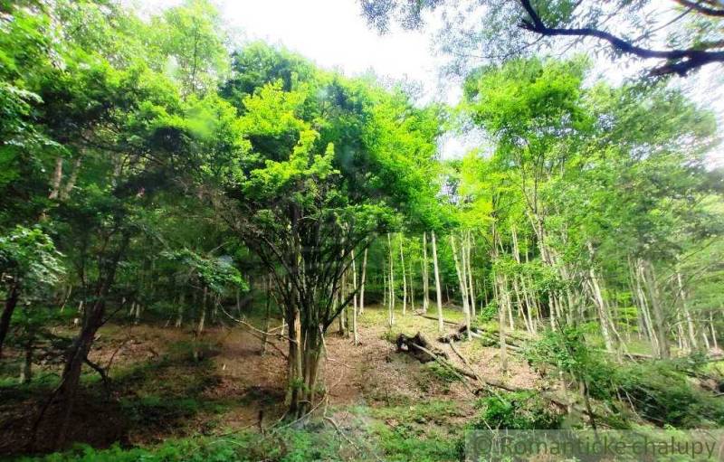 The forest around Hrušov offers a peaceful refuge under the green canopies of trees.