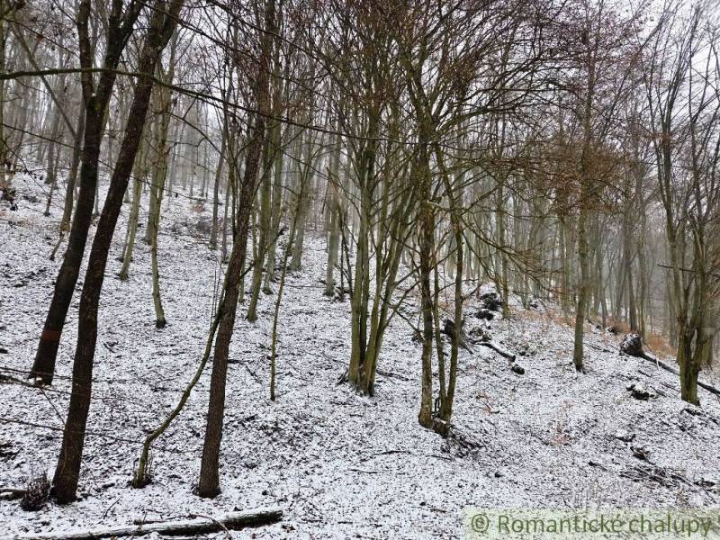 A snowy forest slope in Hrušov, Gardens with bare trees.