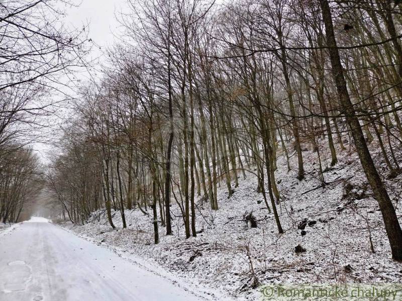 A winter journey through the snowy Gardens in Hrušov, surrounded by leafless trees.