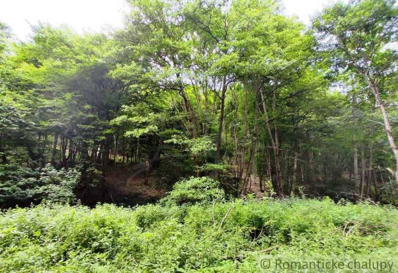 A forest landscape with dense trees in the Hrušov Gardens provides a peaceful retreat in nature.