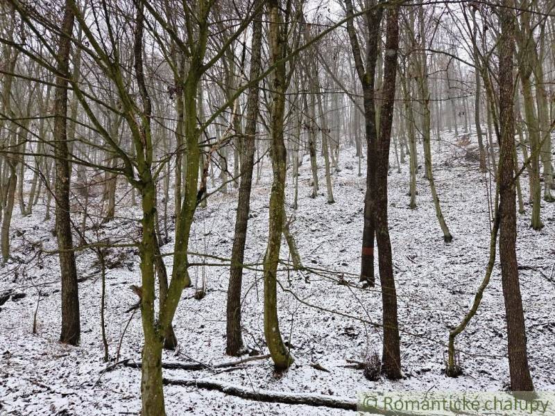 Forest landscape with snow-covered ground in Záhrady near Hrušov.