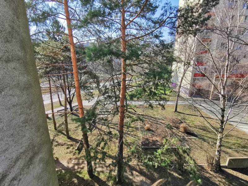 View from a 2-room apartment on Segnerova Street in Bratislava - Karlova Ves with pine trees.