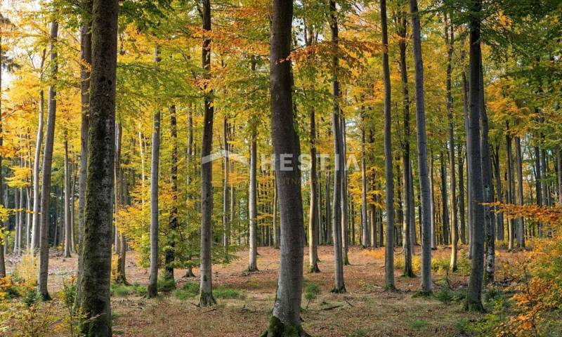 Autumn in the forest near Moravský Svätý Ján, available for land - housing.