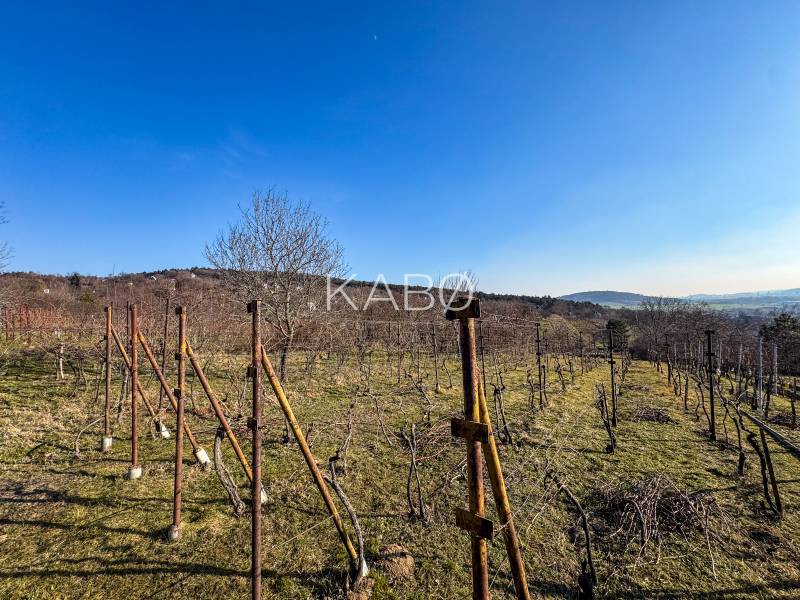 Vineyards on Ambrova Street in Nitra with a view of the surrounding landscape.