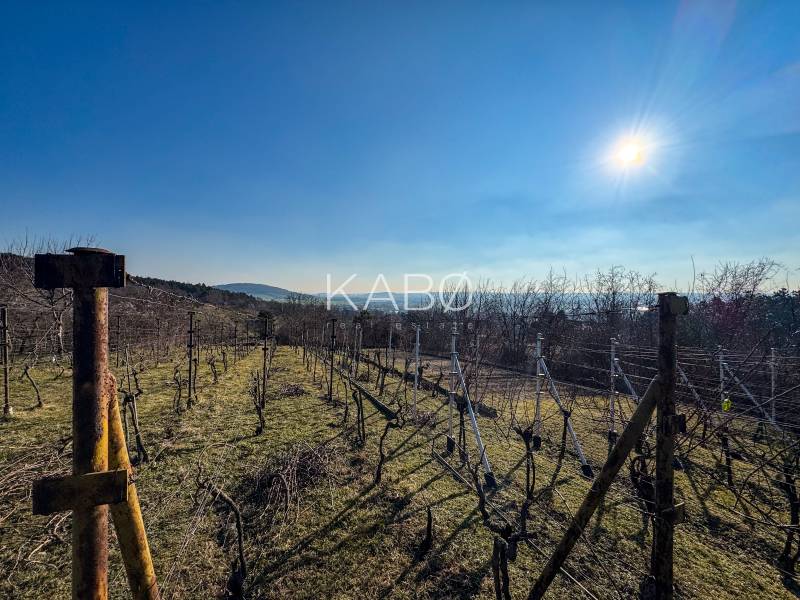 Vineyards in Nitra on Ambrova Street, a sunny day with a clear sky and a view of the hills.