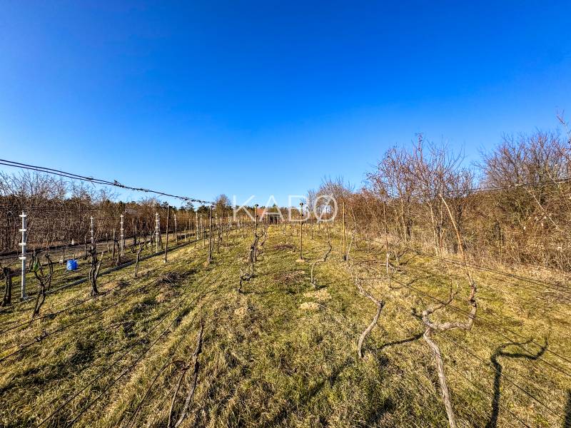 Vineyards on Ambrova Street in Nitra, a sunny day with a cloudless sky.