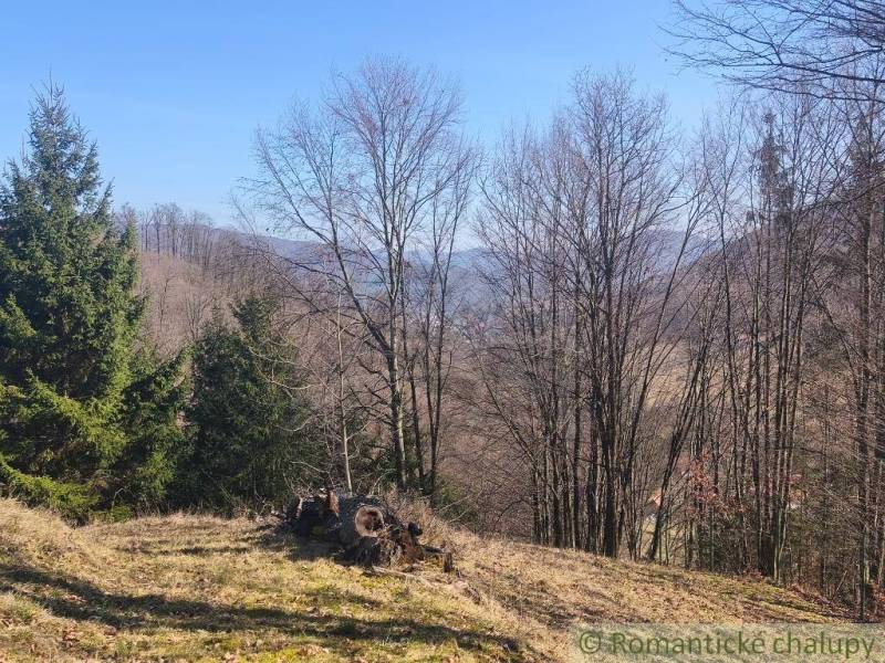 Autumn nature in the Gardens of Nová Baňa with visible conifers and grassy vegetation.