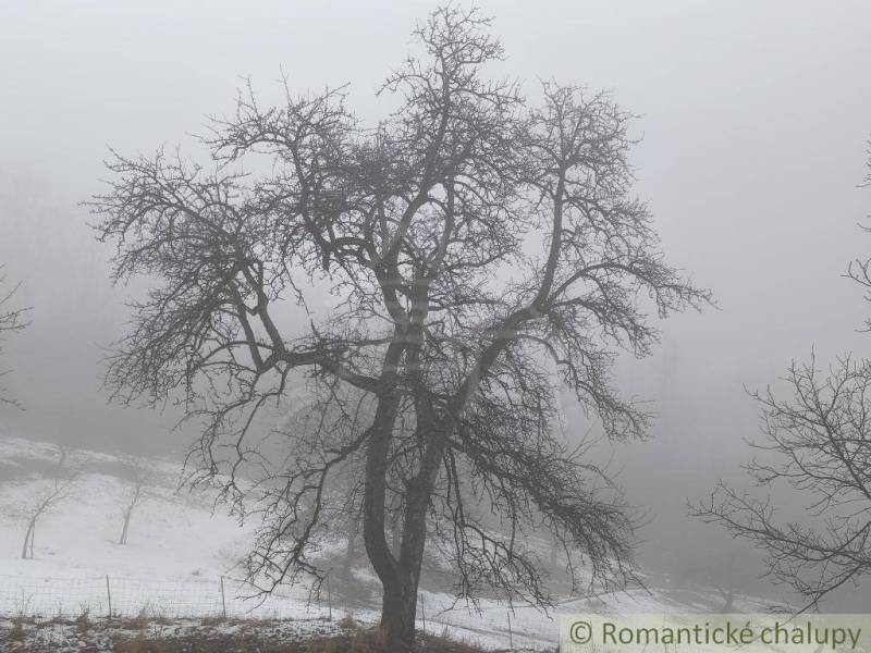 Fog in the Gardens in Nová Baňa, a tree without leaves, snowy landscape.