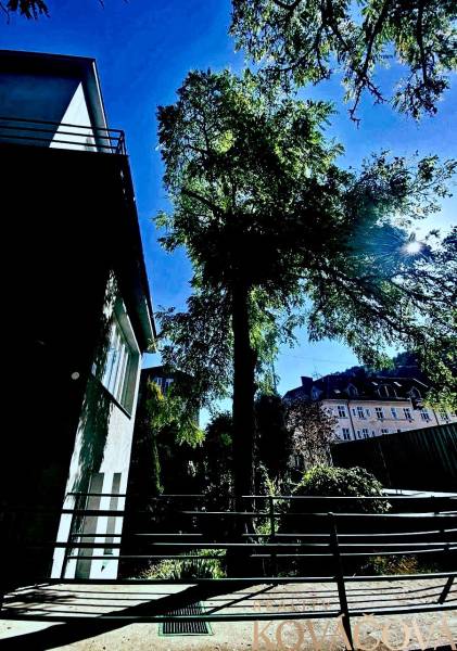 Offices in the center of Trenčín on M.R. Štefánik Street with green trees and a blue sky.