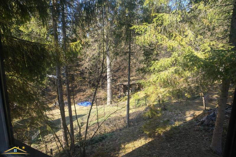 The wooded environment around the cottage in Oščadnica, with trees and a grassy area.