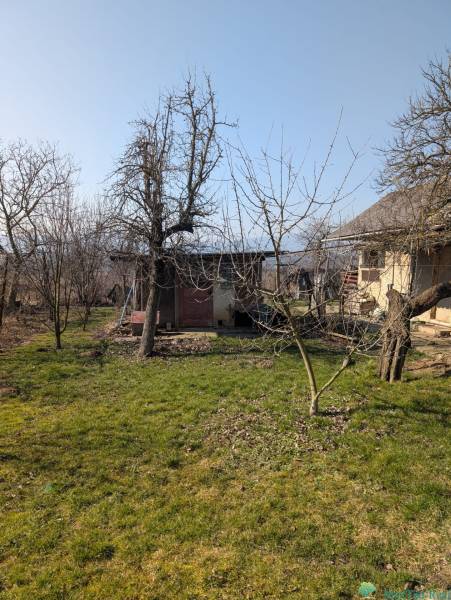 The garden at the family house on Nova Street in Lastovce with a lawn and trees.