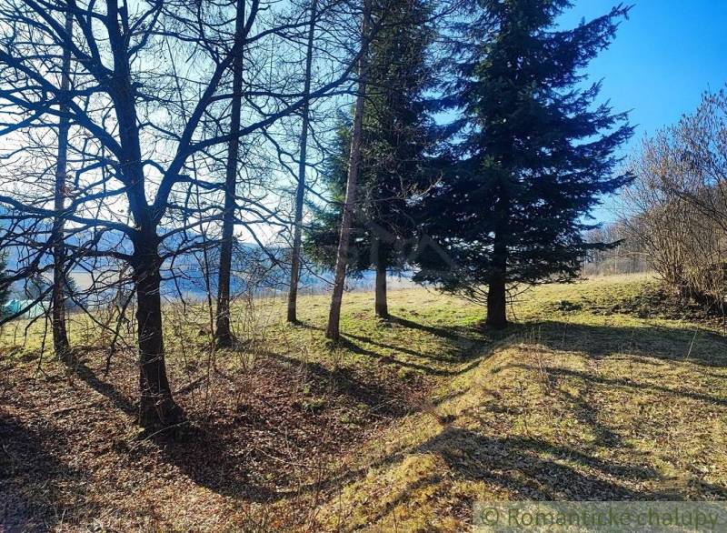 Trees in the forest area in the gardens near Ľubietová, illuminated by the sun in the winter season.