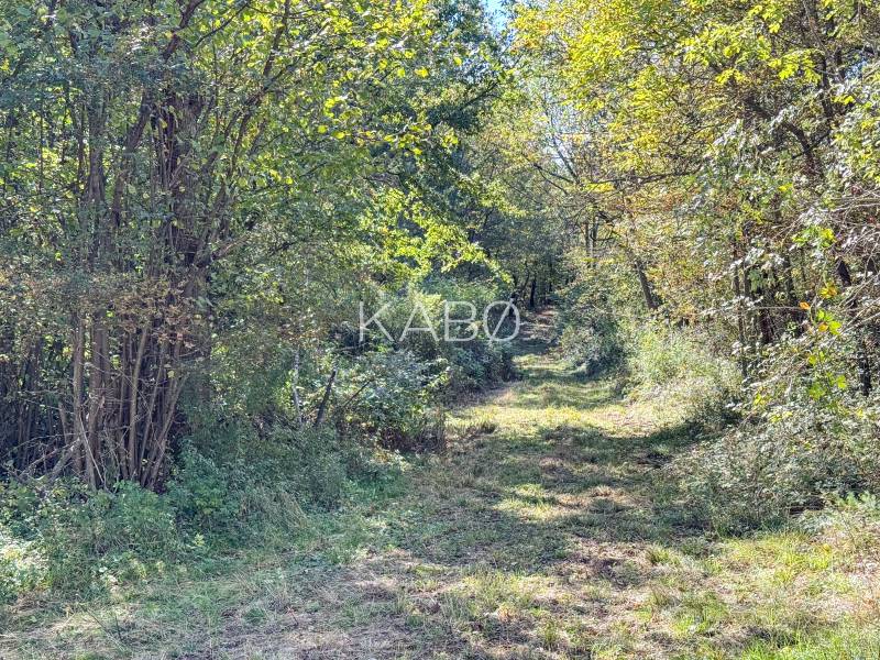 A forest path between trees on agricultural and forest land in Lackov.