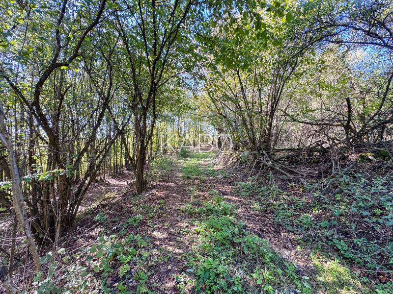 A forest road in Lackov, surrounded by dense trees of agricultural and forest lands.