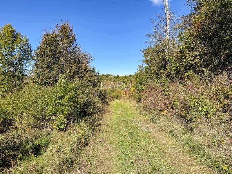 Agricultural and forest lands in Lackov with green trees and blue sky.