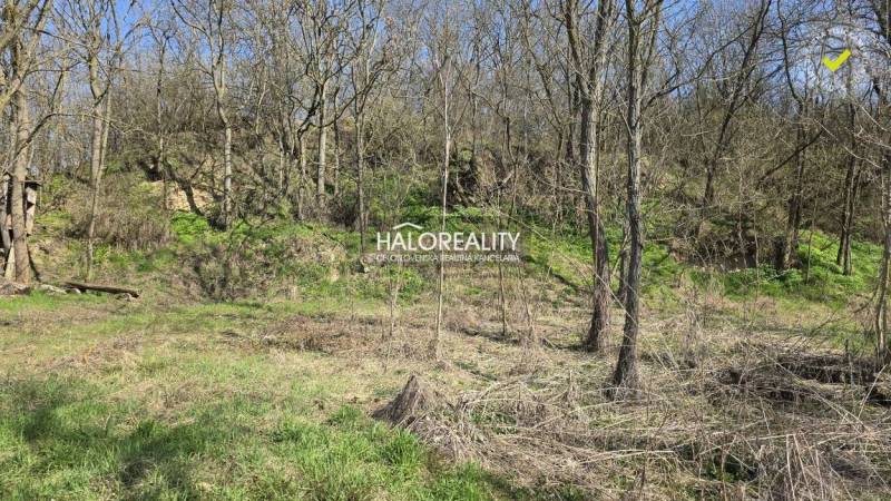 Recreational plots in Zalaba: Sparse forest with grass, ideal for rest and relaxation.