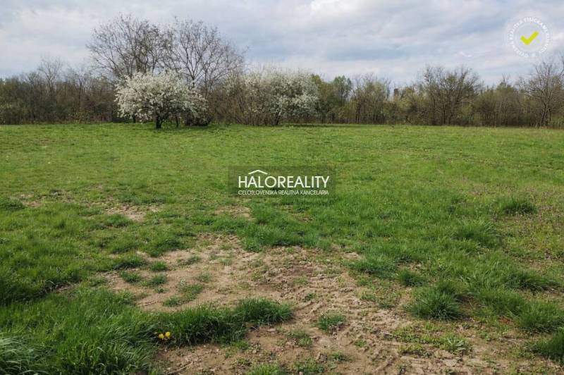 Grassy plots - living in Juro nad Hronom, with blooming trees in the background.