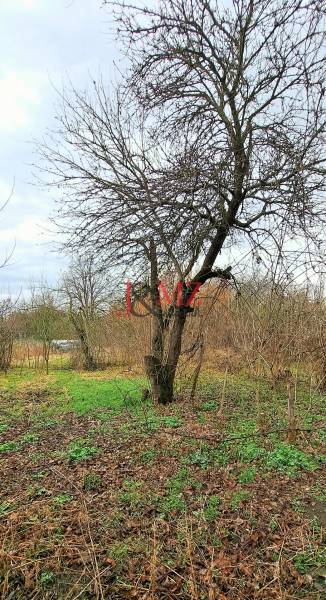 A tree on a residential property in Levice surrounded by grass and shrubs.