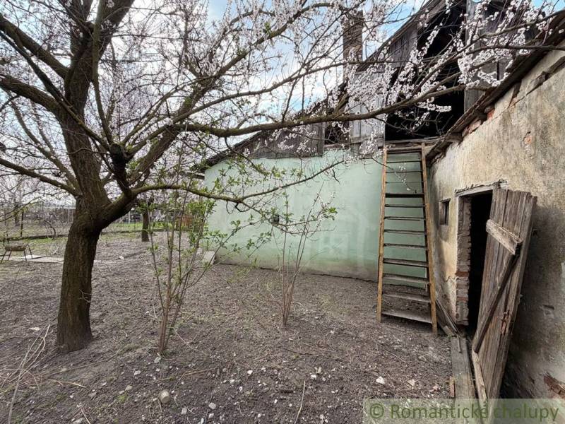 The garden of a family house in Čalovec with a blooming tree and wooden doors.