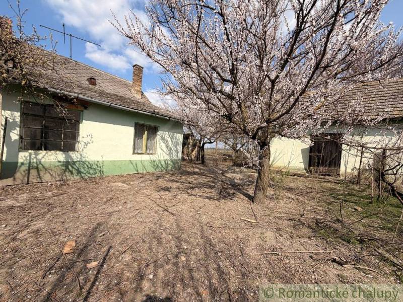 A family house in Čalovec with a blooming tree and a rural atmosphere.