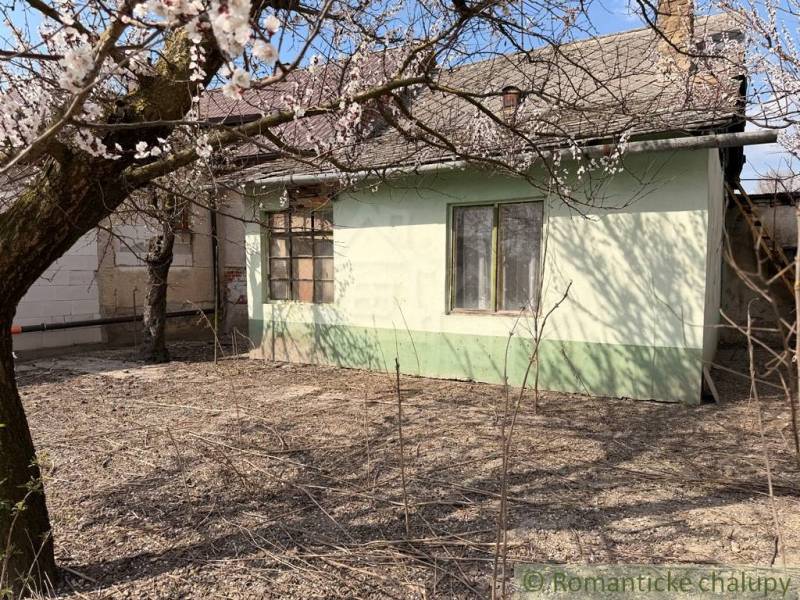 A family house in Čalovec with a blooming tree in the yard.