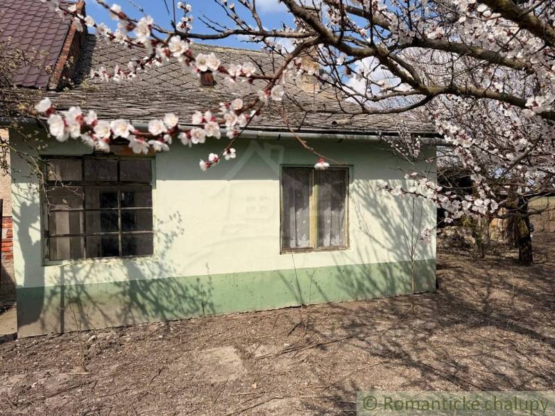 A family house in Čalovec with blooming trees in spring.