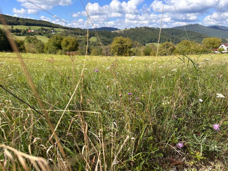 A flowery meadow on agricultural and forest lands near Veľká Čausa with a view of the hills.