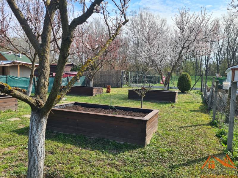 A garden with raised beds and blooming trees near a cottage in Štúrovo.