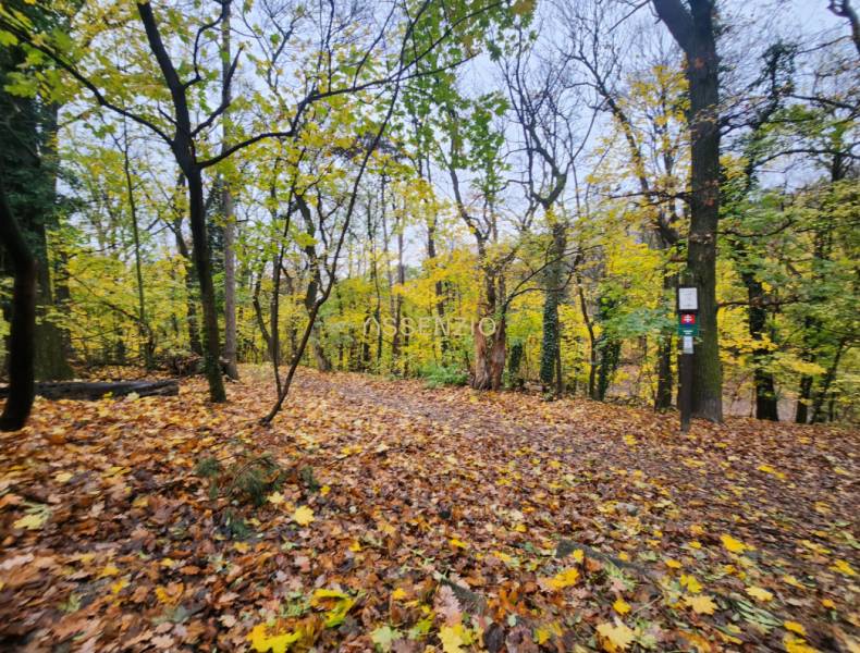 Autumn forest with fallen leaves on a hiking trail in Bratislava - Old Town.