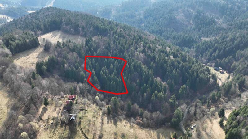 Dense forests with a designated plot in agricultural and forest lands Lazy pod Makytou.